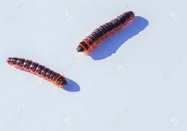 Attēlu rezultāti vaicājumam “Cossus cossus”