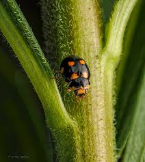 Attēlu rezultāti vaicājumam “Epuraea sp.”