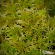 Attēlu rezultāti vaicājumam “Sphagnum tenellum”