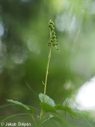 Attēlu rezultāti vaicājumam “Orthilia secunda”