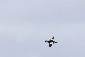 Attēlu rezultāti vaicājumam “Bucephala clangula juvenile”