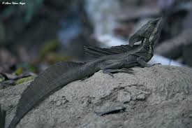 Image result for Basildon I.S.H.C.