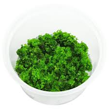 Attēlu rezultāti vaicājumam “Riccardia multifida”