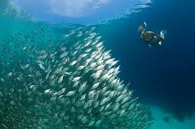 Image result for Scuba Skooling