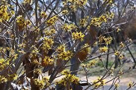Attēlu rezultāti vaicājumam “Hamamelis japonica leaf”