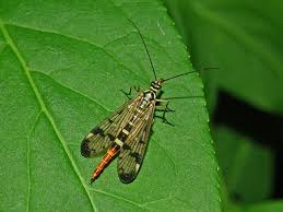 Attēlu rezultāti vaicājumam “Panorpa communis imago”