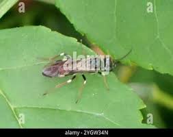 Attēlu rezultāti vaicājumam “Allantus cinctus”