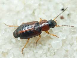 Attēlu rezultāti vaicājumam “Acupalpus flavicollis”