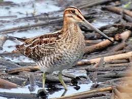 Image result for Gallinago delicata