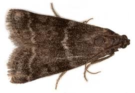 Attēlu rezultāti vaicājumam “Apomyelois bistriatella”