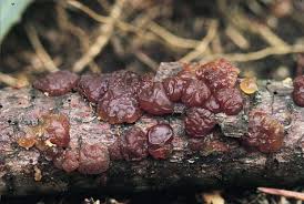 Attēlu rezultāti vaicājumam “Exidia saccharina”