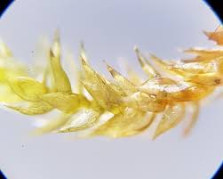 Attēlu rezultāti vaicājumam “Hygrohypnum luridum”