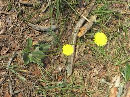 Attēlu rezultāti vaicājumam “Hypochaeris maculata”