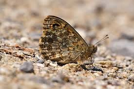 Attēlu rezultāti vaicājumam “Lasiommata megera underside”