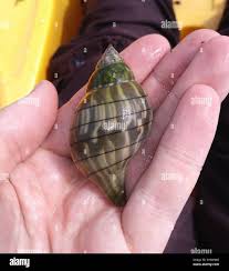 Image result for Cinctura hunteria