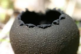 Attēlu rezultāti vaicājumam “Urnula craterium”