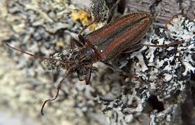 Attēlu rezultāti vaicājumam “Oxymirus cursor”