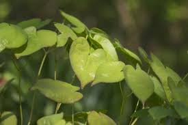 Attēlu rezultāti vaicājumam “Epimedium alpinum”