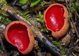 Attēlu rezultāti vaicājumam “Sarcoscypha austriaca”