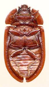 Attēlu rezultāti vaicājumam “Ostoma ferruginea”