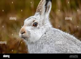 Attēlu rezultāti vaicājumam “Lepus timidus”