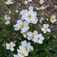 Image result for Anemonenarten