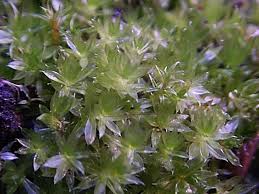 Attēlu rezultāti vaicājumam “Funaria hygrometrica”