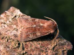 Attēlu rezultāti vaicājumam “Cerastis leucographa”