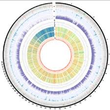 Attēlu rezultāti vaicājumam “Heterobasidion parviporum”