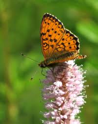 Attēlu rezultāti vaicājumam “Brenthis ino upperside”