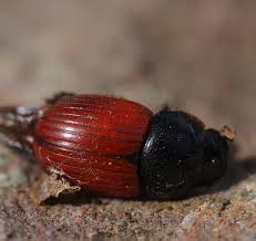 Attēlu rezultāti vaicājumam “Aphodius sp.”