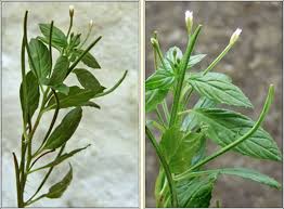 Attēlu rezultāti vaicājumam “Epilobium roseum”