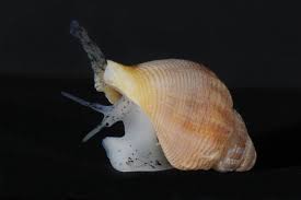 Image result for Buccinum undatum