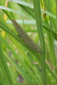 Attēlu rezultāti vaicājumam “Acoraceae”