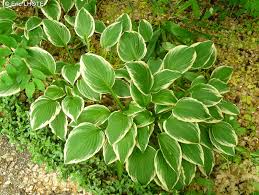 Image result for Hosta fortunei albomarginata