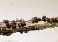 Attēlu rezultāti vaicājumam “Lamproderma pseudomaculatum”