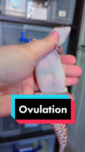 Image result for gravidity leopard gecko