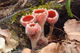 Attēlu rezultāti vaicājumam “Microstoma protracta”