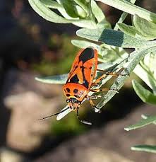 Attēlu rezultāti vaicājumam “Eurydema dominulus”