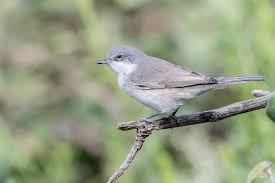 Attēlu rezultāti vaicājumam “Sylvia curruca”