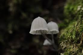 Attēlu rezultāti vaicājumam “Mycena pseudocorticola”