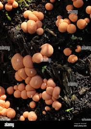 Attēlu rezultāti vaicājumam “Siphoptychium violaceum plasmodium”