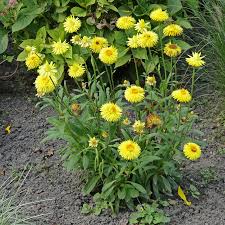 Image result for Helichrysum bracteatum