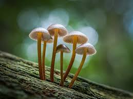 Attēlu rezultāti vaicājumam “Physarum leucopus”