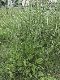Image result for Cichorium intybus