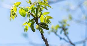 Attēlu rezultāti vaicājumam “Juglans cinerea flower”