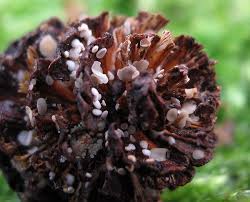 Attēlu rezultāti vaicājumam “Mollisia amenticola”