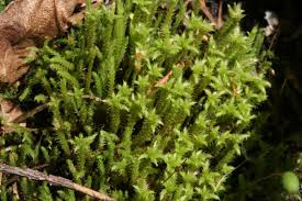 Attēlu rezultāti vaicājumam “Philonotis fontana”