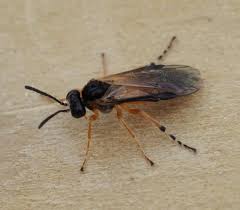 Attēlu rezultāti vaicājumam “Athelia pyriformis”