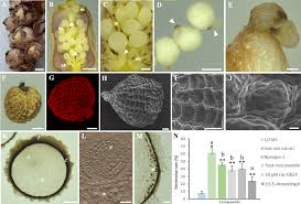 Attēlu rezultāti vaicājumam “Lathraea squamaria bud”